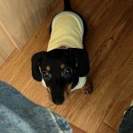 lemon breeze dachshund shirt