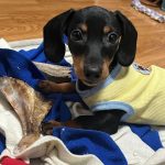 lemon breeze dachshund shirt