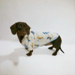 rainy rex doxie raincoat
