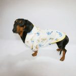 rainy rex doxie raincoat