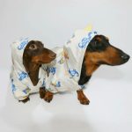 rainy rex doxie raincoat