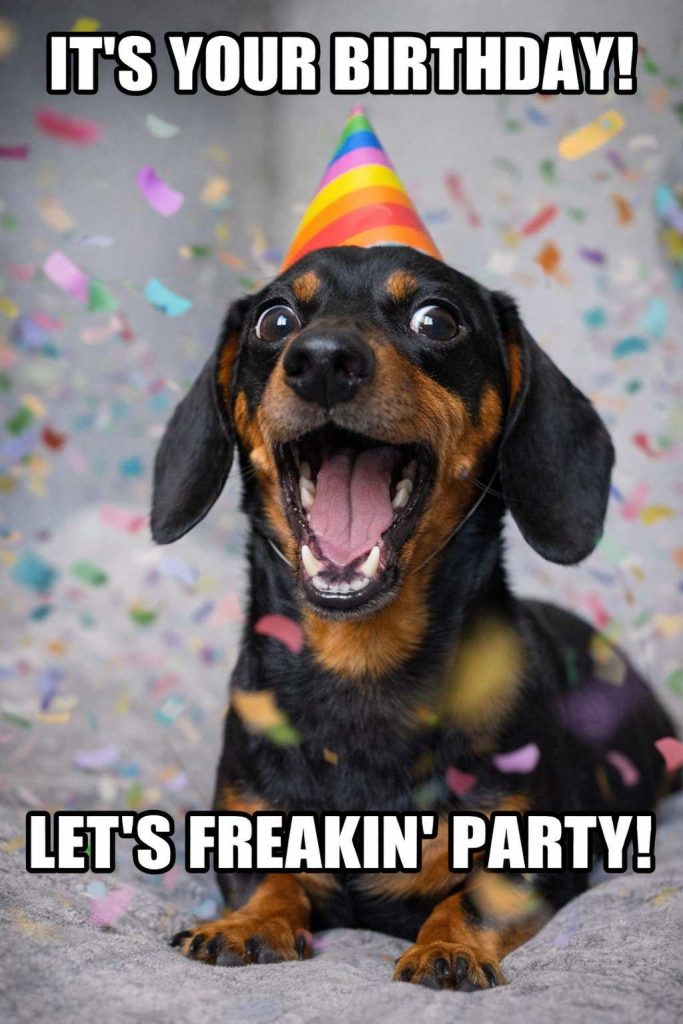 dachshund_birthday_meme_dachshund space
