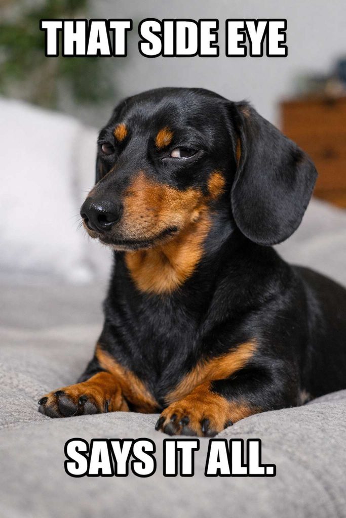 dachshund_side_eye_meme_dachshund space