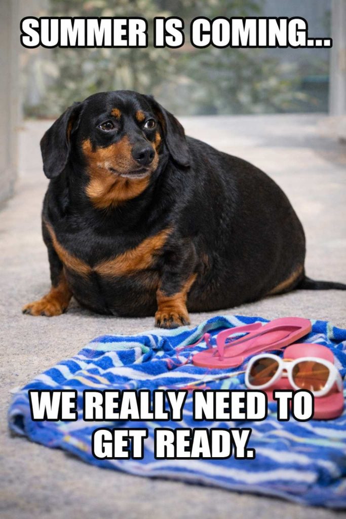 fat dachshund meme dachshund space