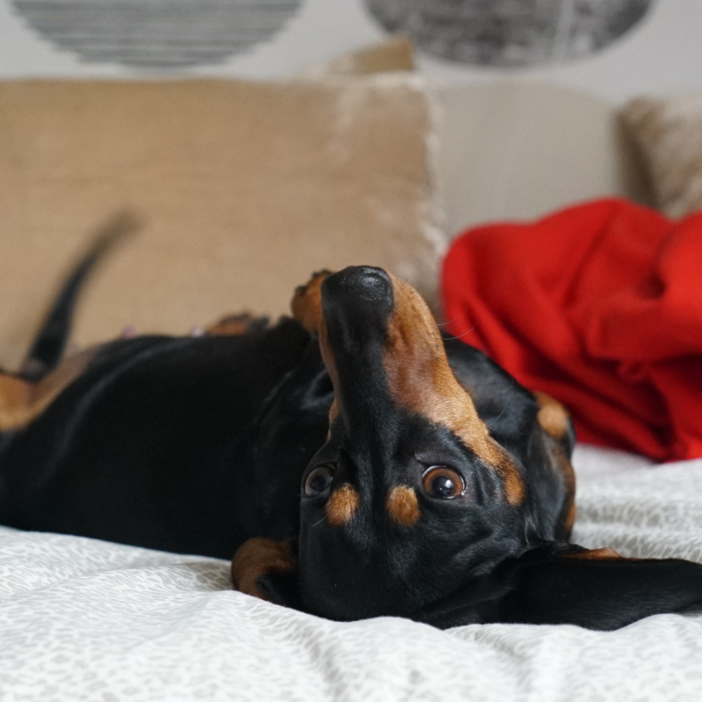 dachshund behavior problems dachshund space