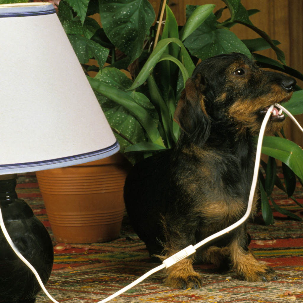 dachshund behavior problems dachshund space