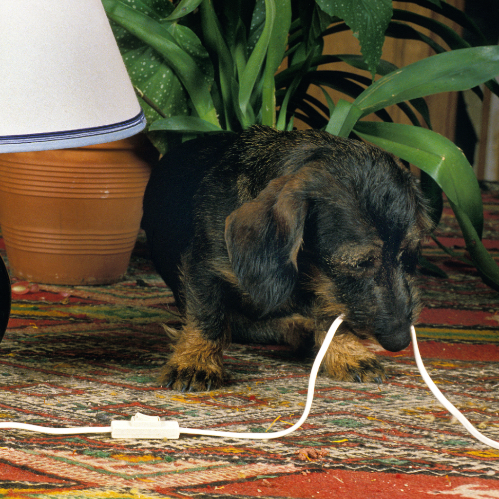 dachshund behavior problems dachshund space