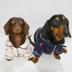 cherry satin dachshund pajamas