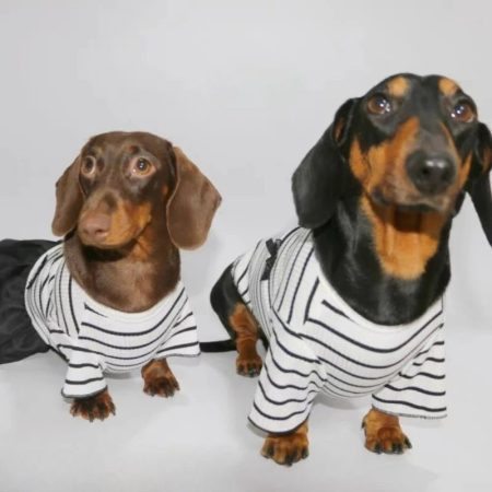 classic breton doxie shirt