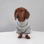 cocoa stripe doxie-t-shirt