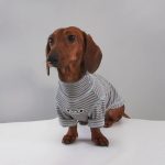 cocoa stripe doxie-t-shirt