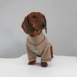 cocoa stripe doxie-t-shirt