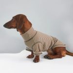 cocoa stripe doxie-t-shirt