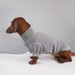 cocoa stripe doxie-t-shirt