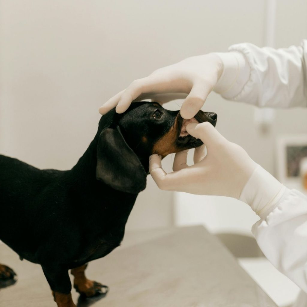 dachshund space dachshund bad breath