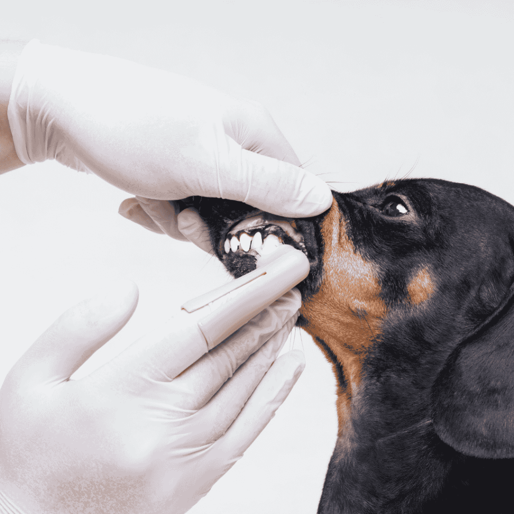 dachshund space dachshund bad breath