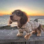 dachshund plaid dog shirt