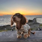 dachshund plaid dog shirt