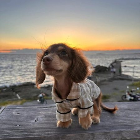 dachshund plaid dog shirt