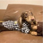 dachshund plaid dog shirt