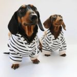dog clothes for dachshunds dachshund space
