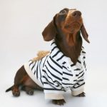 fleece lined dachshund hoodie