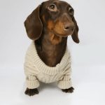 knit dachshund jumper