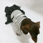 little black dachshund dress