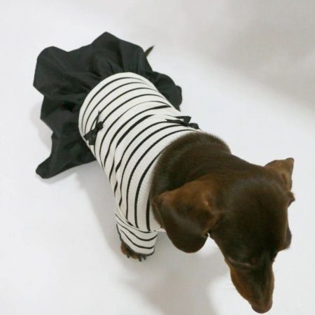 little black dachshund dress