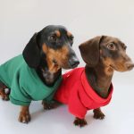 merrydox dachshund christmas hoodie