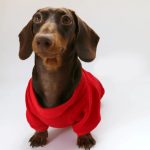 merrydox dachshund christmas hoodie