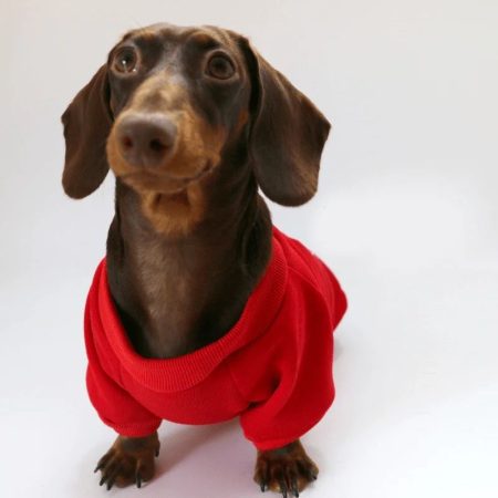 merrydox dachshund christmas hoodie