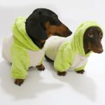 planetb cozy doxie hoodie