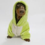 planetb cozy doxie hoodie