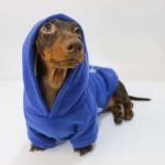 prince charming dachshund hoodie