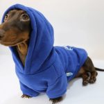 prince charming dachshund hoodie