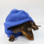 prince charming dachshund hoodie