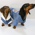 rockstar denim dachshund jacket