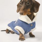 rockstar denim dachshund jacketvv