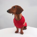 rudolph cozy knit dachshund sweater