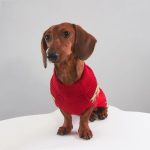 rudolph cozy knit dachshund sweater