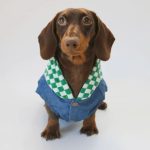 ss dog denim jacket
