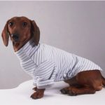 sugarstripe dachshund onesie