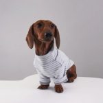 sugarstripe dachshund onesie