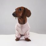 sugarstripe dachshund onesie