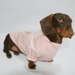 valentine dachshund sweatshirt