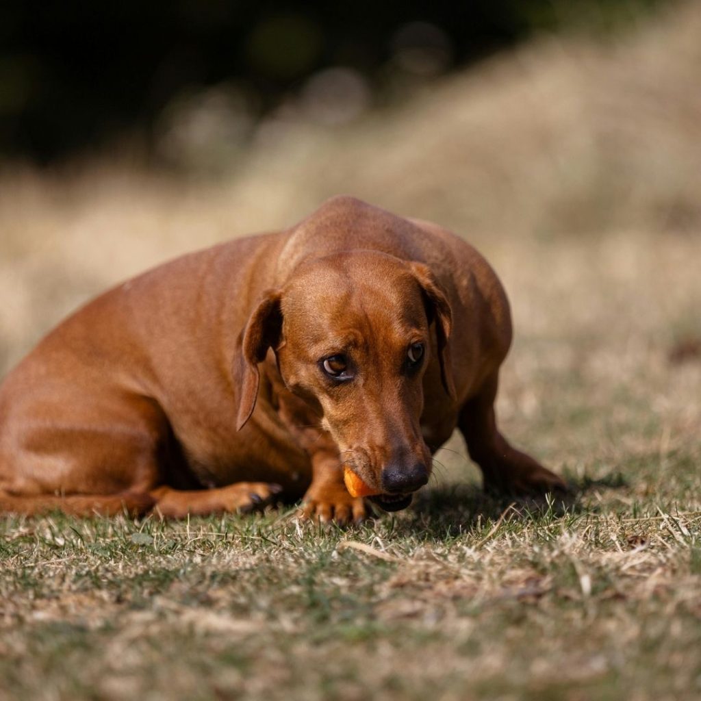 dog dementia when to put down