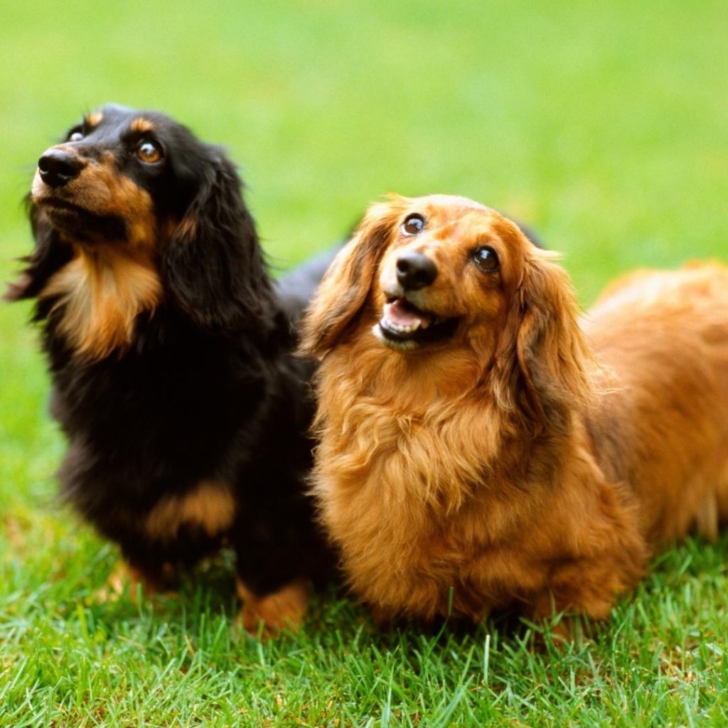 dog dementia when to put down