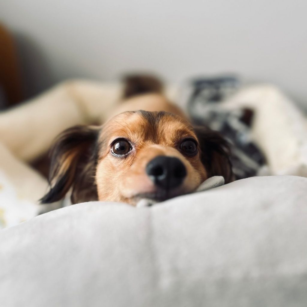 dog dementia when to put down dachshund space (3)
