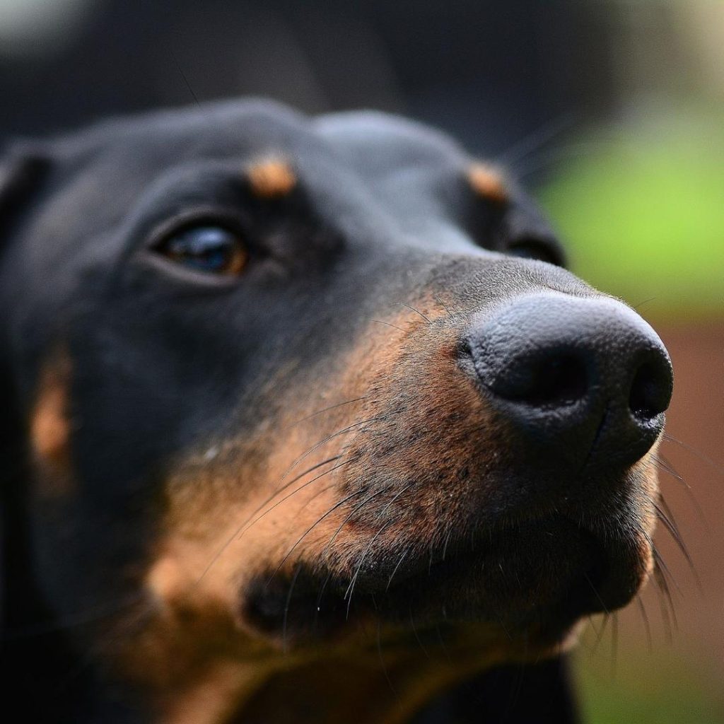 dog dementia when to put down dachshund space (3)